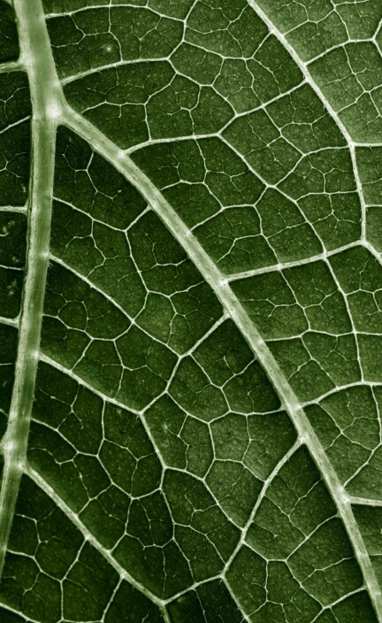 green leaf close up in the detail