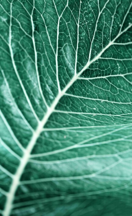 Green leaves background. Macro Leaf nature texture