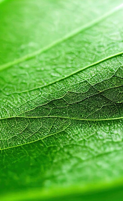 a close up of a green leaf with a lot of light coming in from t